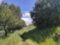 Flora del Cerro Masatrigo